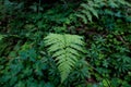 Ferns in the forest